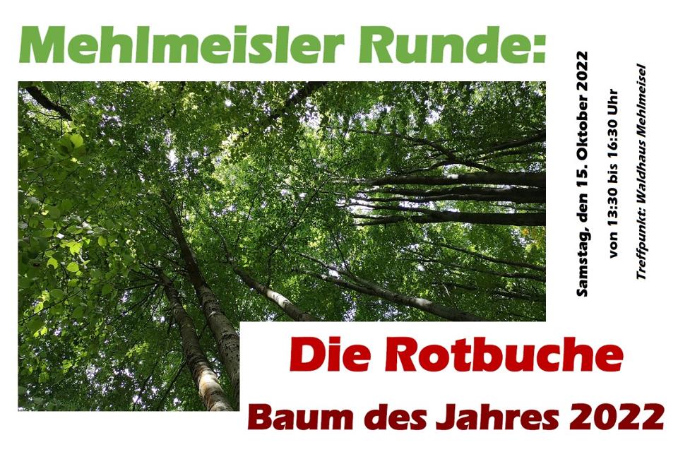Mehlmeisler Runde: Die Rotbuche - Baum des Jahres 2022