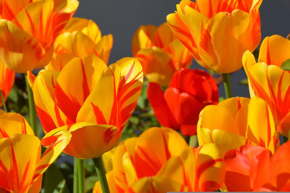 gelb orangener Strauß Tulpen