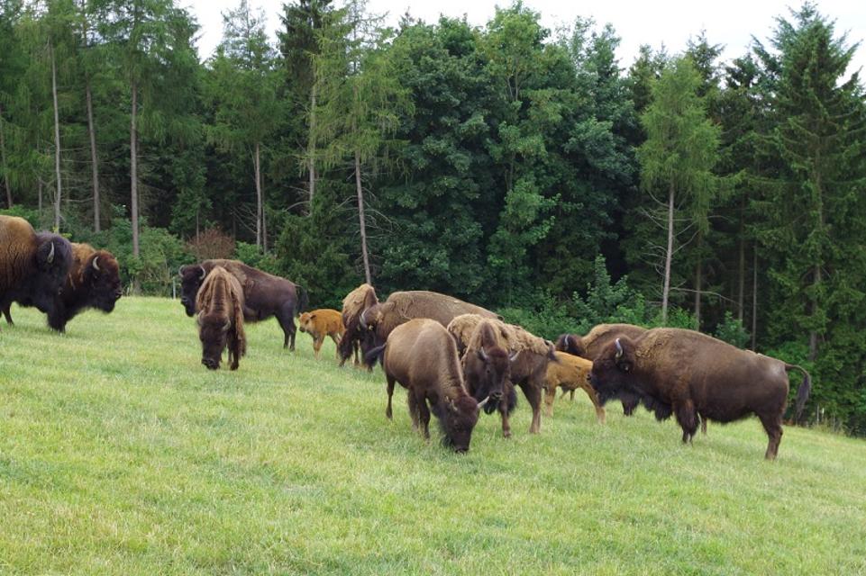 Bison-Herde in Sichersreuth
