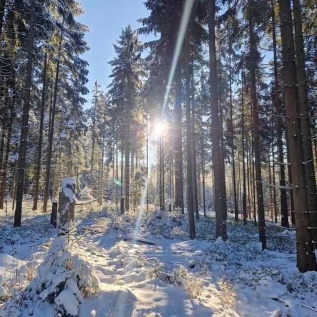 Der Winterwald hat seinen besonderen Reiz
