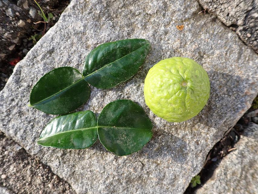 Blätter und Frucht der Kaffir-Limette (Citrus hystrix). Hier werden die Blät-ter als Gewürz verwendet, nicht die Früchte, wie sonst bei Citrus üblich. Foto M.Lauerer