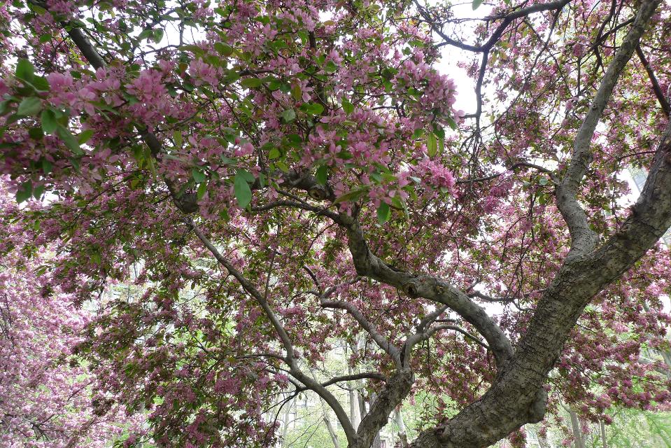 Baum mit rosanen Blüten