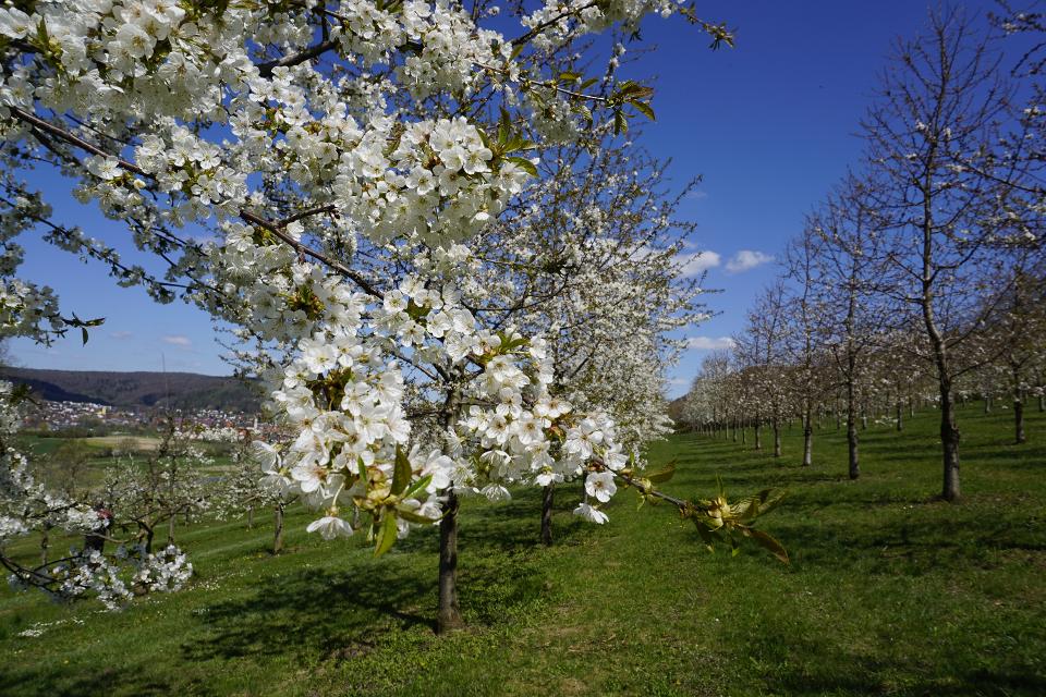 Weiß blühende Kirschblüten im Vordergrund. Im Hintergrund erstreckt sich eine Obstplantage.
