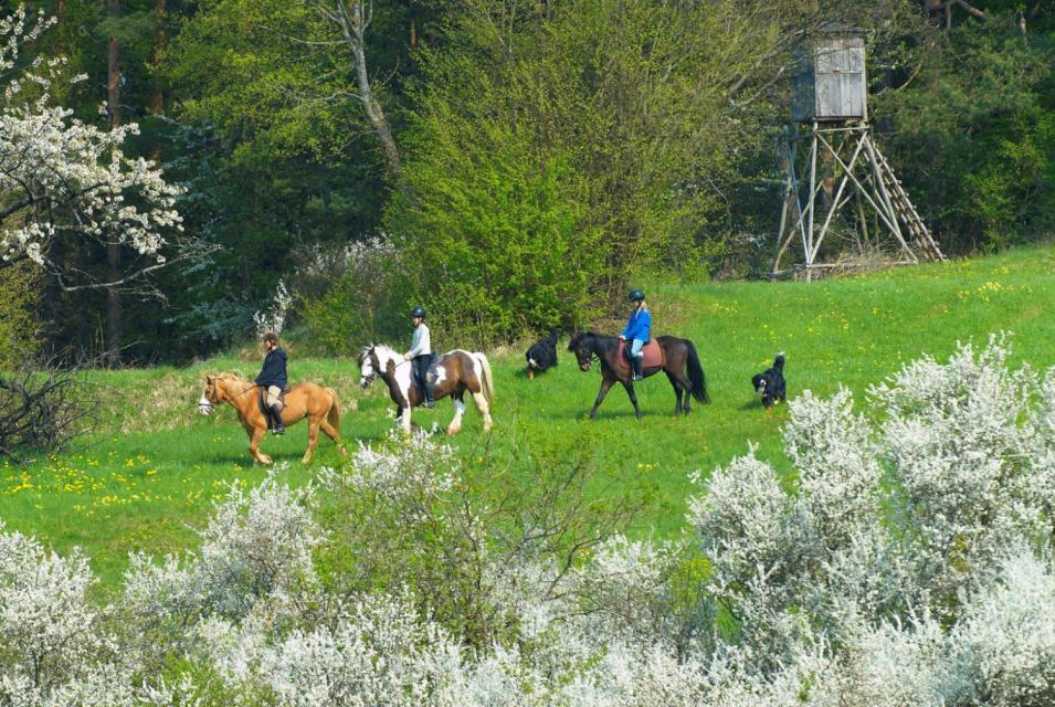 Pferdepension umgeben von Wiesen und Wäldern im Herzen der Fränkischen Schweiz.
