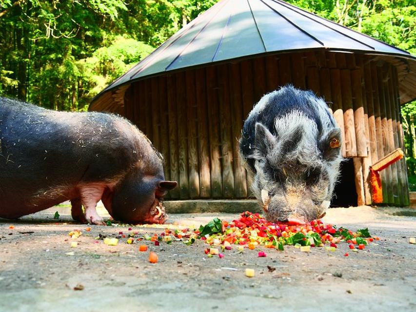 Zwei Hängebauchschweine fressen Gemüse, das auf dem Boden liegt.