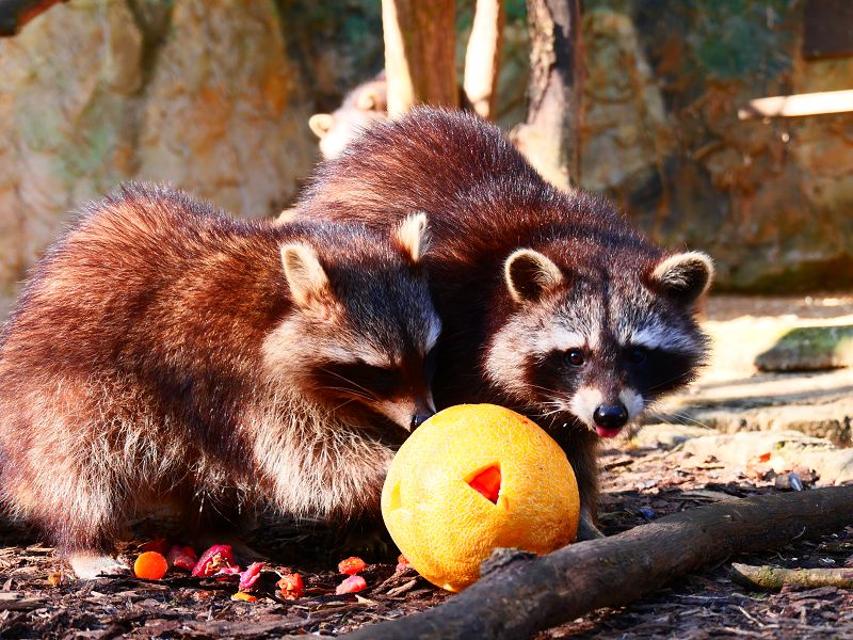 Zwei Waschbären versuchen eine gelbe Pomelo zu fressen.