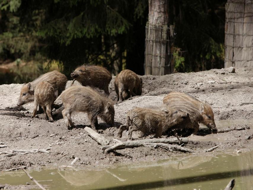 Eine Gruppe von Wildschweinen auf umgewühltem Boden.