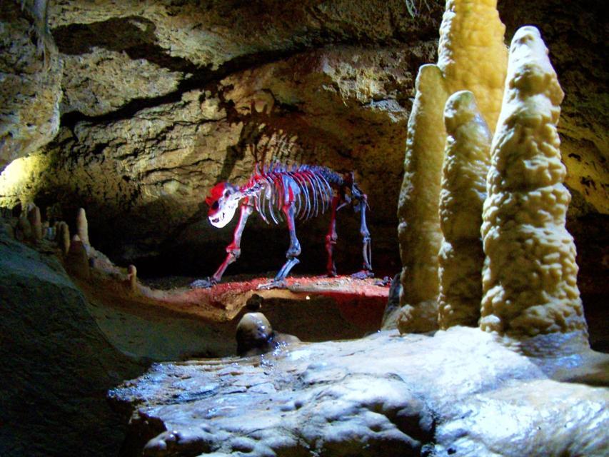 Unter einer niedrigen Felsdecke wird das Skelett eines Höhlenbären violett angestrahlt. Im Vordergrund erheben sich vier gelbliche Tropfsteine.
