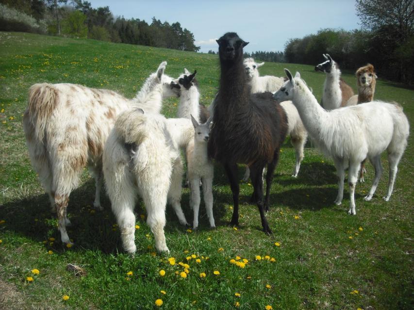 Rund um den alten fränkischen Dornhof leben 40 Lamas und 10 Alpakas auf großen Weiden.