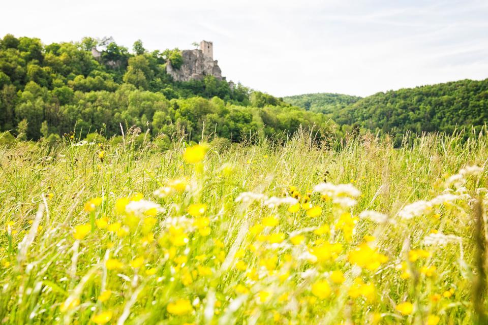 Im Vordergrund tauchen wir ein in eine gelb-weiß blühende Wiese. In Mitten von großen Waldhügeln steht die Burgruine Neideck auf einem Felsen.