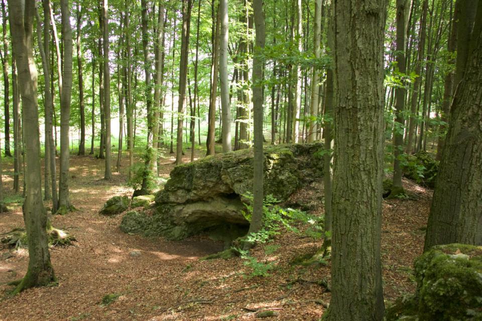 Blick in einen hellgrünen Wald. Der Boden ist mit braunen Laub bedeckt. In der Mitte ist ein großer Fels mit dem flachen Höhleneingang.