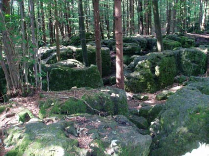 Der Druidenhain bei Wohlmannsgesees, ein Waldstück in dem tausend Tonnen schwere bemooste Felsbrocken zu finden sind. Seit langem ist man sich nicht einig darüber, ob es sich um eine vorgeschichtliche Kultstätte handelt oder nicht.