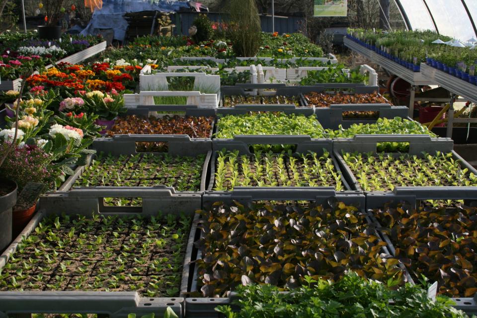 Herzlich Willkommen bei Blüten & mehr!Ihrer regionalen Gärtnerei für Zierpflanzen, Gemüse und Stauden in Hollfeld.