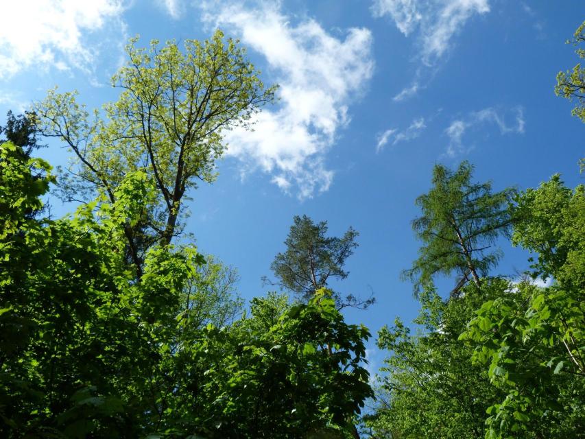Lernen Sie bei einer kostenlosen Waldführung den FriedWald kennen. Erfahrene FriedWald-Försterinnen und -Förster zeigen Ihnen den Wald und beantworten alle Fragen rund um Baumbestattung, Vorsorge und Beisetzungsmöglichkeit.Die Waldführungen dauern in der Regel etwa eine Stunde. Inform...