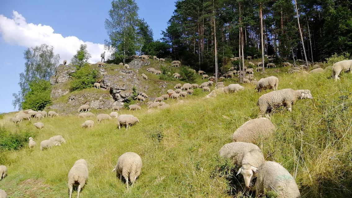 Landschaftspfleger auf vier Beinen – oder wie Schafe unsere Heimat mitgestalten