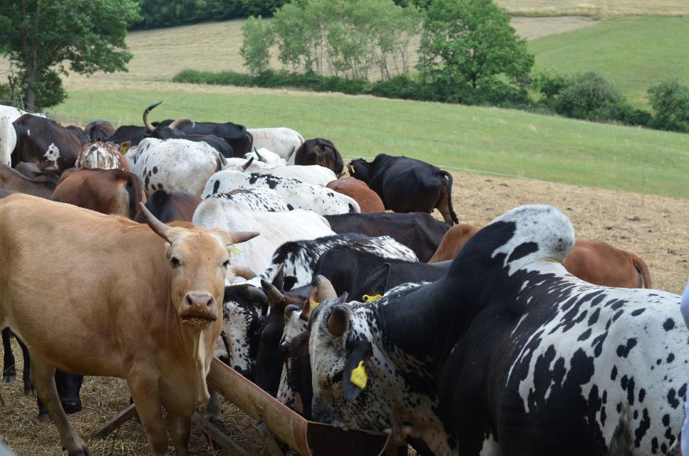 Eine bunte Herde Zebus in hellbraun, schwarz weiß gefleckt, weiß und schwarz stehen eng versammelt beieinander.
