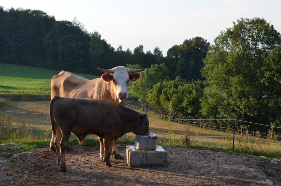 Zwei Rinder stehen auf einer Weide. Eines davon trinkt aus einem Wasserbehälter.