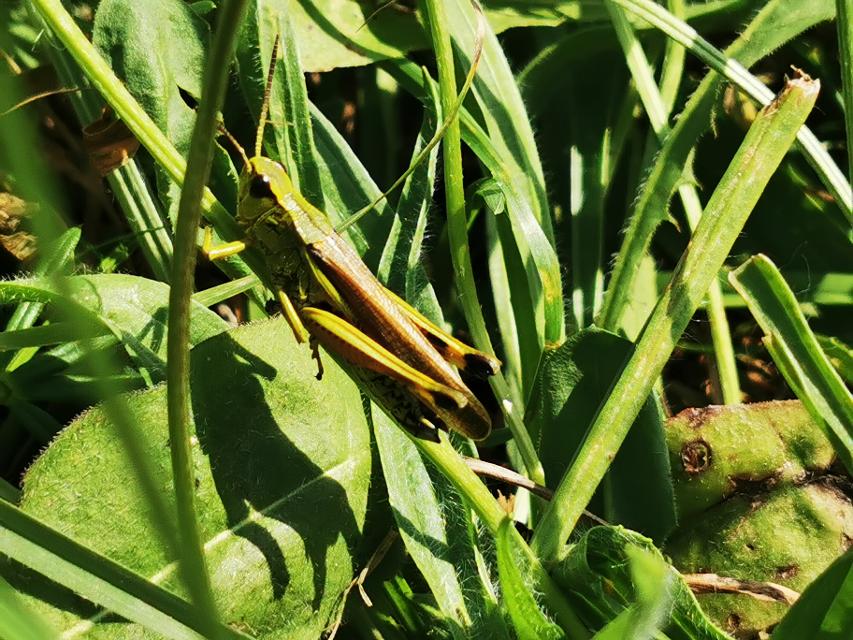 Eine grüne Heuschrecke sitzt im grünen Gras.