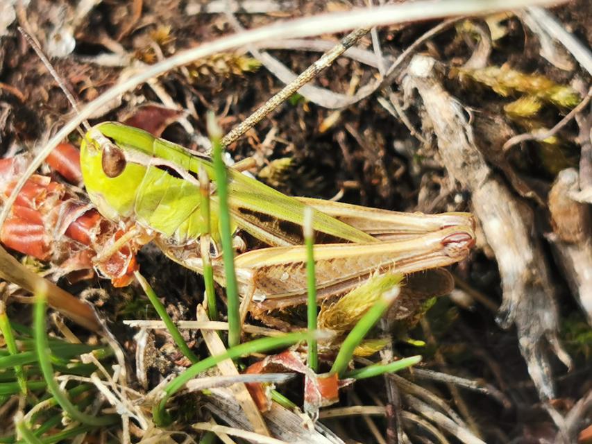 Eine grüne Heuschrecke in Nahaufnahme.