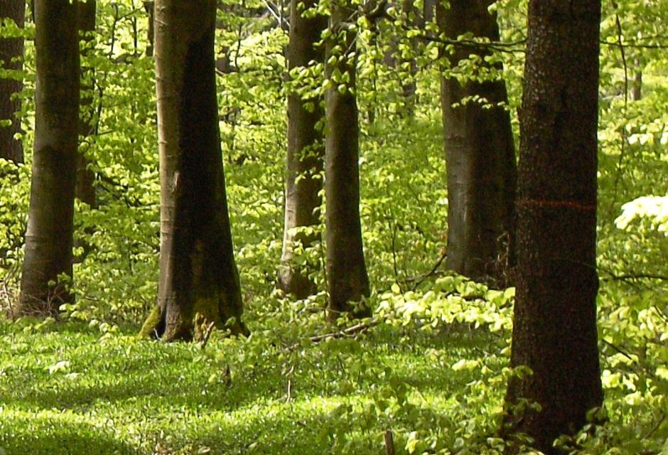 Wenn wir einen Waldspaziergang machen, werden wir es wohl am ehesten erfahren: Die Stille und Ruhe, die wir dort vorfinden, kann uns neue Kraft und Ausgeglichenheit verleihen. Bäume sind mehr als nur Pflanzen, sie sind seit Urzeiten Sinnbild des Lebendigen und wegweisend für uns Menschen. Wir geh...