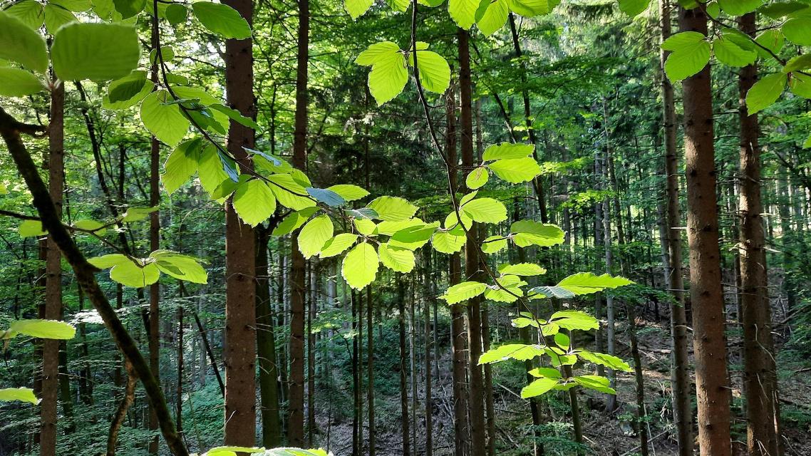 Benefizveranstaltung zugunsten der Schutzgemeinschaft Deutscher Wald