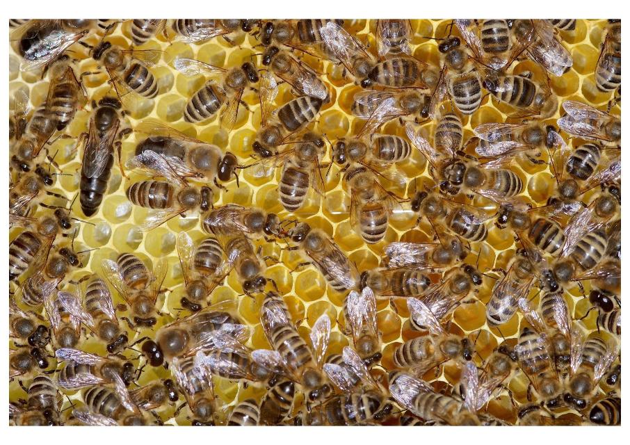 Seit mehr als 40 Jahren ist Herr Kaiser begeisterter Freizeitimker. Von seinen Bienen produziert, kann er meist diese drei Honigsorten anbieten: Frühlingsblüte, Sommertracht und Waldhonig.