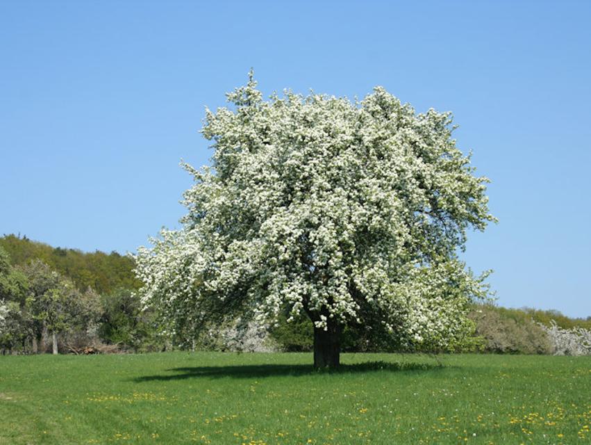 Ein weiß blühender Baum steht auf einer saftig grünen Wiese