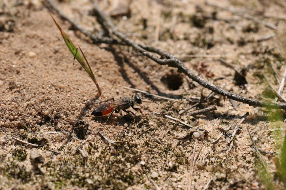 Sandmagerrasen gehören zu den am stärksten gefährdeten Biotoptypen in Bayern. Die Sandgrasheide bei Pettstadt gehört zu den Kernflächen der schützenswerten “SandAchse Franken”, ein Lebensraum für 300 seltene Tier- und Pflanzenarten.