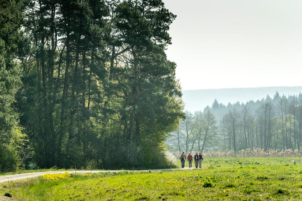 Der Hauptsmoorwald ist das älteste und mit seinen ca. 3.044 ha größte Landschaftsschutzgebiet an der Ostgrenze Bambergs. Der Wald beheimatet über 900 Pflanzenarten, darunter der seltene Sonnentau, und bedrohte Tierarten wie die Gelbbauunke, der Frühlings-Feenkrebs und mehrere Fledermausarten. ...