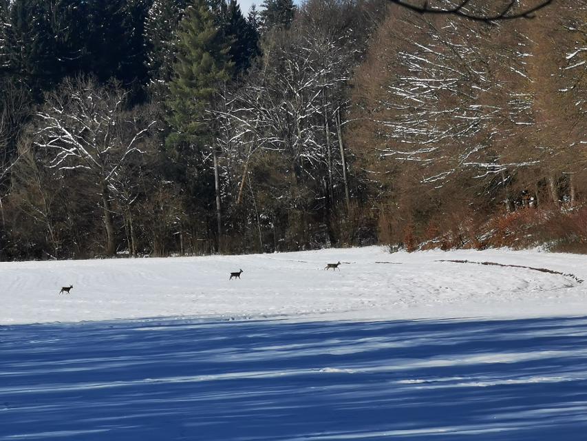 Spurensuche im Schnee mit den Naturpark-RangernUnsere RangerInnen haben sich wieder aufgemacht, um für euch Spuren im Schnee zu suchen! Was sie alles gefunden haben und wie ihr selbst solche Spuren lesen könnt erklären sie in ihrem neuen Video