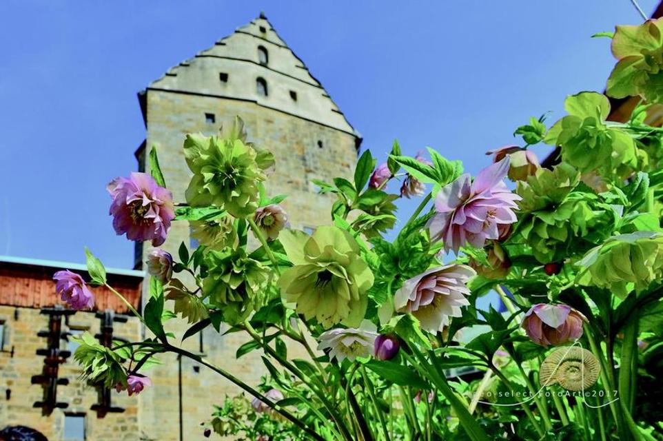 Mit dem Geruch von sprießendem Grün und den ersten warmen Frühlings-Sonnenstrahlen findet rund um Schloss Thurnau der Lenzrosen- und Ostermarkt statt. Besucher erwarten Lenzrosen, Blumen- und Steckzwiebeln, Frühjahrsblüher, Ostergeschenke sowie Tipps, Vorführungen und Ideen rund um Osterbräuche. ...