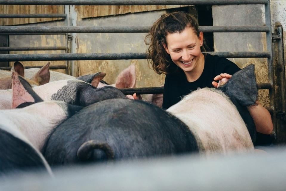 Eine Frau kniet vor schwarz-rosa Schweinen im Stall.