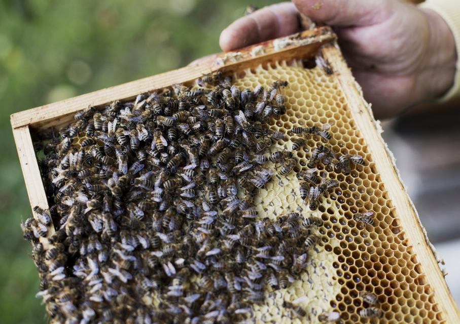 Unzählig viele Bienen auf einer Wabe.