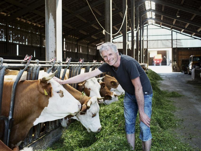 Ein Mann steht in einem Kuhstall und streichelt einer Kuh über den Kopf.