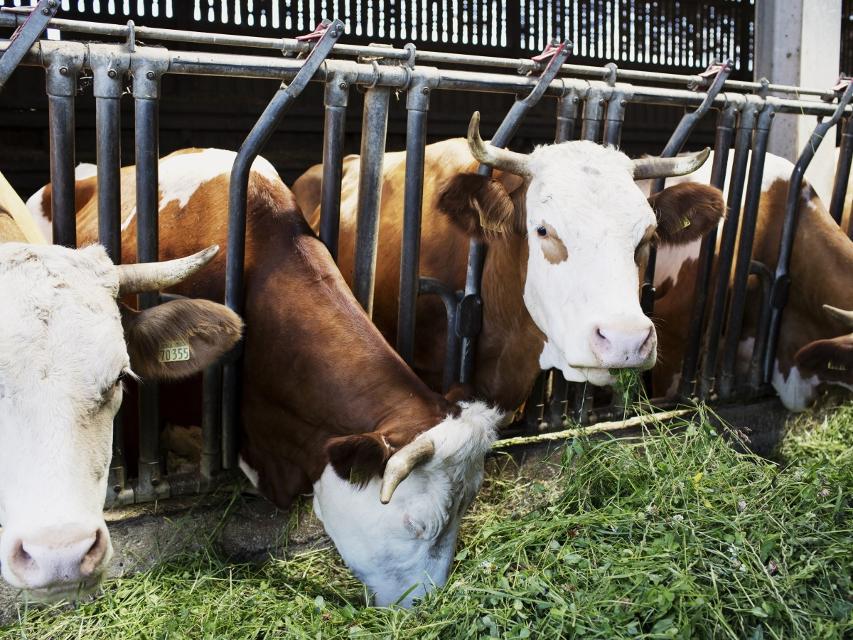 Kühe stehen in einem Stall und fressen grünes Gras.
