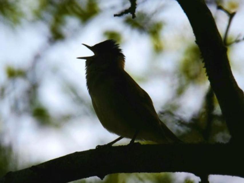 Ein Vogel sitzt mit geöffnetem Schnabel im Baum.