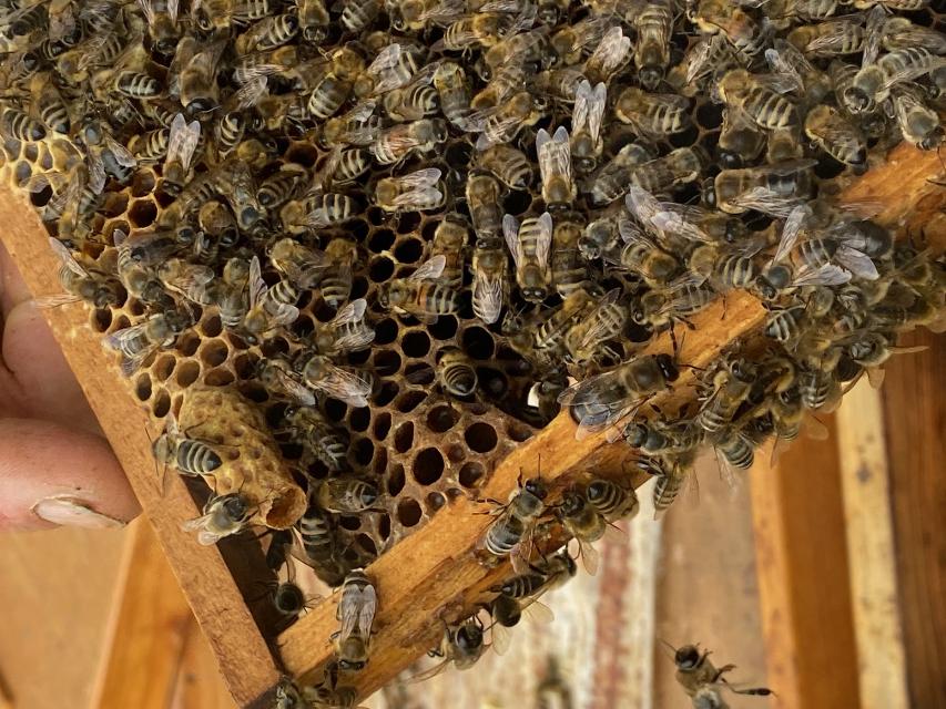 Auf einer Bienenwabe krabbeln unzählig viele Bienen umher.