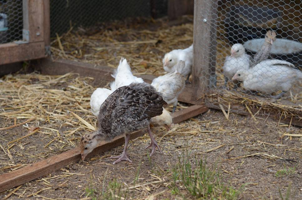 Ein Hahn mit Hennen im Käfig.