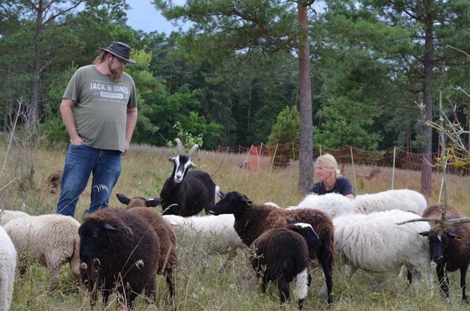 Ein Mann steht auf einer Weide zwischen Schafen.