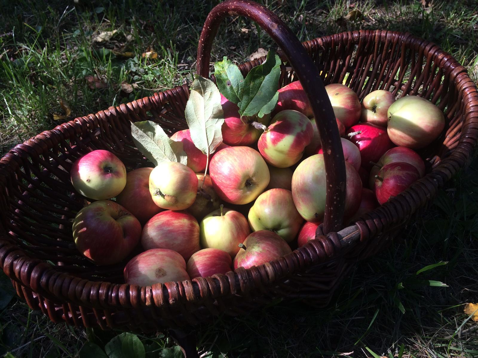 Ein Weidekorb voll mit roten Äpfeln