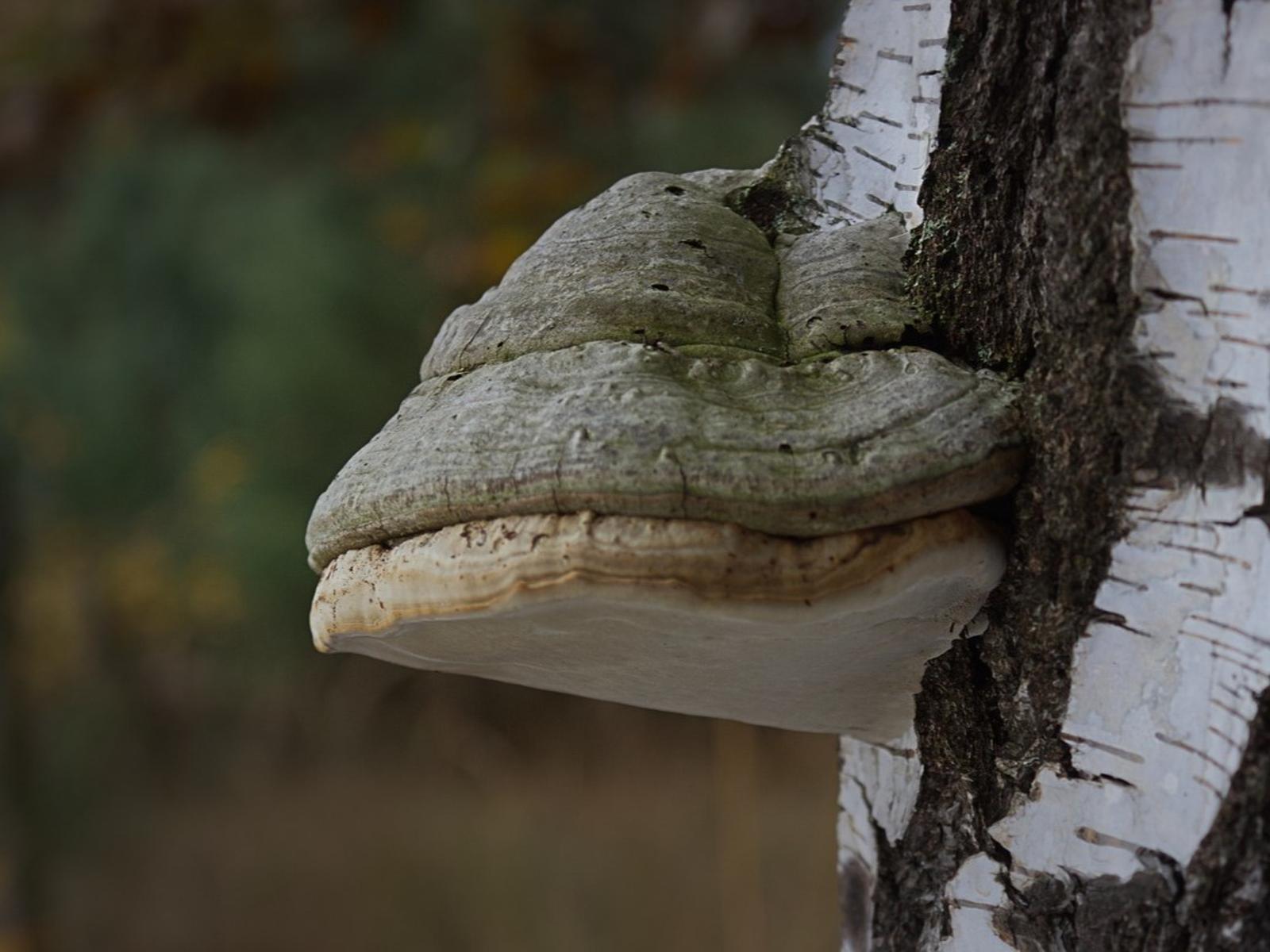 Ein Pilz an einer Baumrinde.