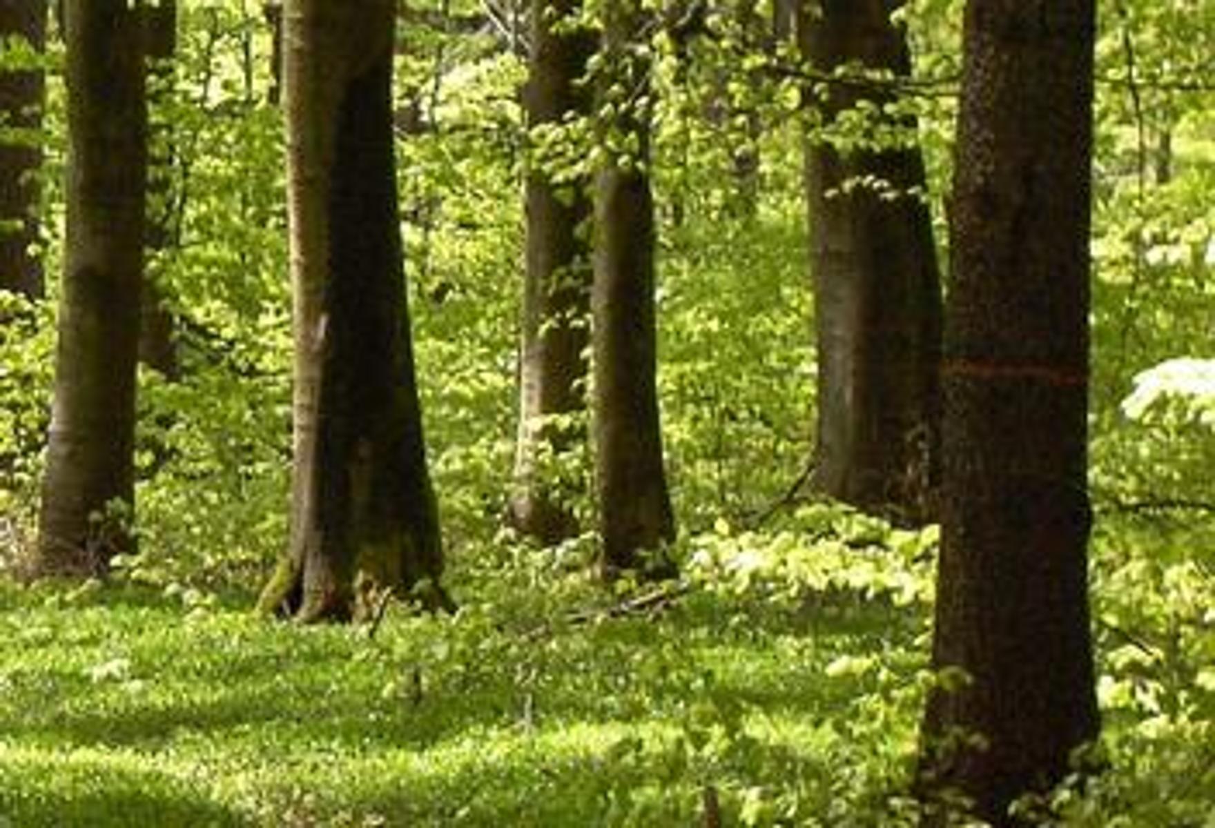 Wenn wir einen Waldspaziergang machen, werden wir es wohl am ehesten erfahren: Die Stille und Ruhe, die wir dort vorfinden, kann uns neue Kraft und Ausgeglichenheit verleihen. Bäume sind mehr als nur Pflanzen, sie sind seit Urzeiten Sinnbild des Lebendigen und wegweisend für uns Menschen. Wir geh...