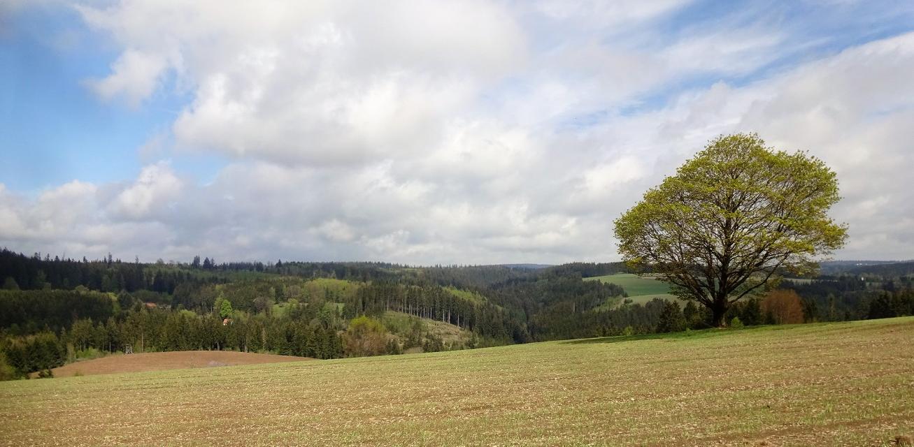Das Tal der Wilden Rodach stets im Blick, führt dieser Wanderweg über die Höhen und durch die Ortsteile von Schwarzenbach amWald.