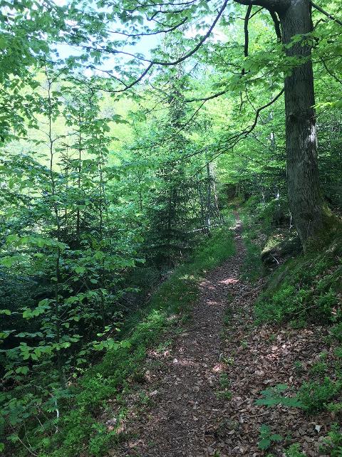Überwiegend auf Single Trail Pfaden zur Langenau und hoch zum Kämmleinsfelsen, Kurz und knackig