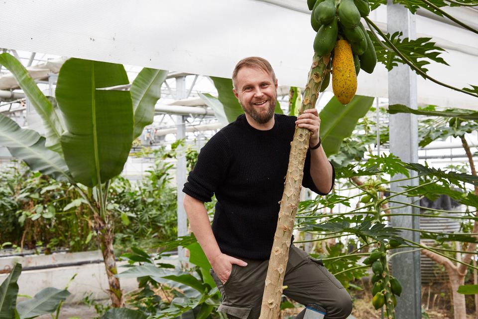 Mann steht am Stamm einer Papaya Pflanze und lächelt in die Kamera. Über ihm hängen reife Papayas.