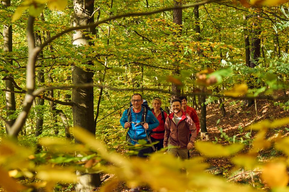 Das Bild zeigt Wanderer, die durch einen Wald gehen.