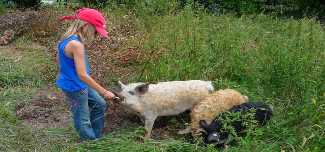 Jeden 1. Sonntag im Monat kannst Du um 16 Uhr die Kulmbacher Weideschweine auf dem Dörnhof bei Kauernburg besuchen und ihnen bei der Fütterung zuschauen. 
                 title=