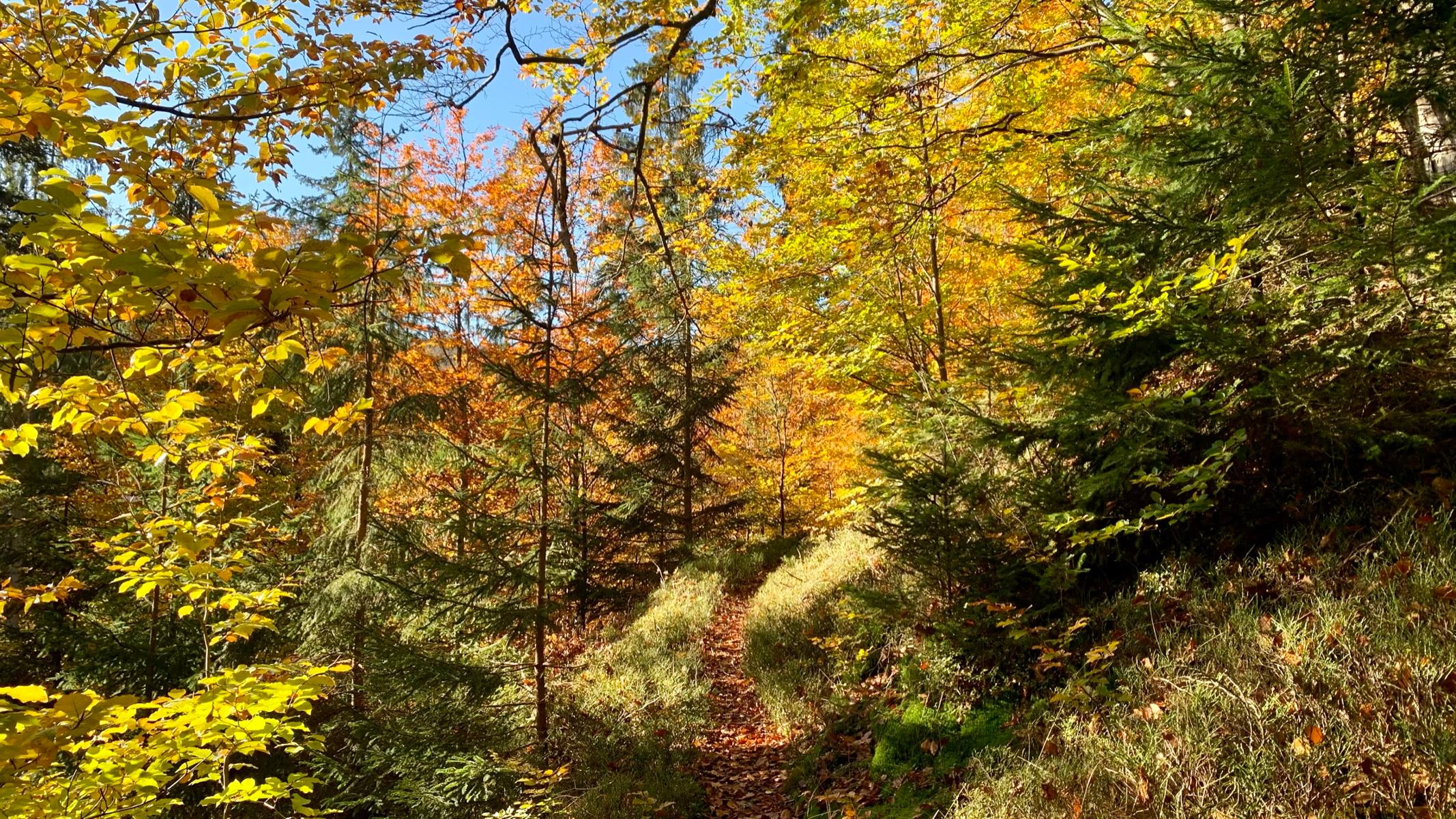 Herbstliche Familienwanderung mit der Naturpark-Rangerin und dem Frankenwaldverein Marlesreuth