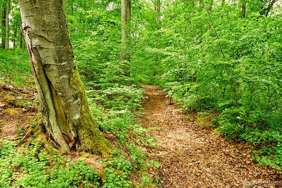 Die Steigerwald-Runde: „Drei Wälder Weg“ lädt sie in eine landschaftlich abwechslungsreiche Gegend mit atemberaubenden Aussichten ein.