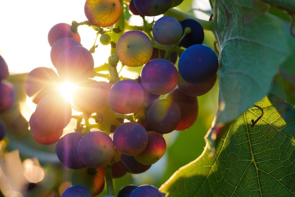 Sonnenverwöhnte Trauben sorgen für charaktervollen Wein